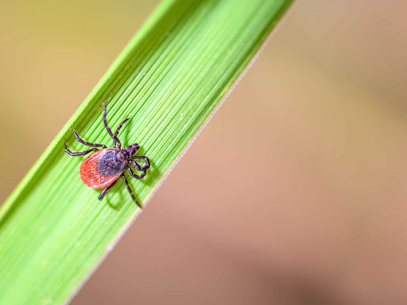Zecken können Krankheiten wie FSME oder Borreliose übertragen. (Archivbild) / Foto: Patrick Pleul/dpa