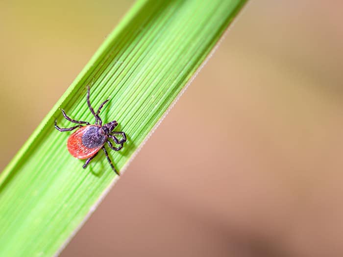 Zecken können Krankheiten wie FSME oder Borreliose übertragen. (Archivbild) / Foto: Patrick Pleul/dpa