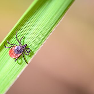 Zecken können Krankheiten wie FSME oder Borreliose übertragen. (Archivbild) / Foto: Patrick Pleul/dpa