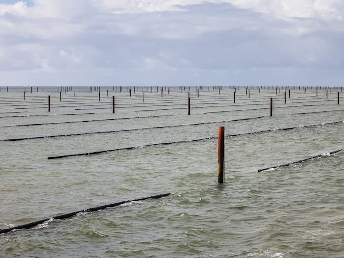 Mit traditioneller Fischerei hat die Muschelzucht heute wenig gemein (Archivbild). / Foto: Frank Molter/dpa