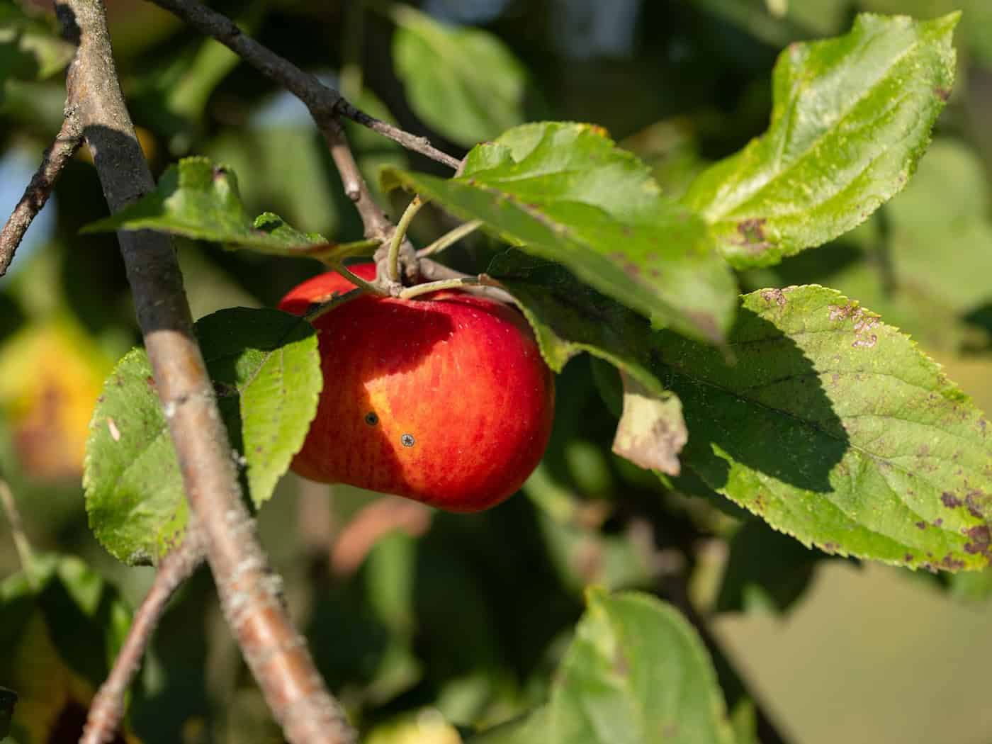 Altes Land erwartet trotz Hitze solide Apfelernte