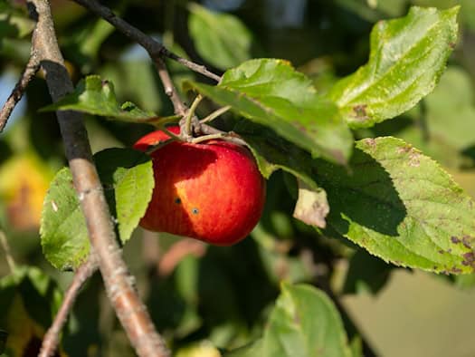 Altes Land erwartet trotz Hitze solide Apfelernte