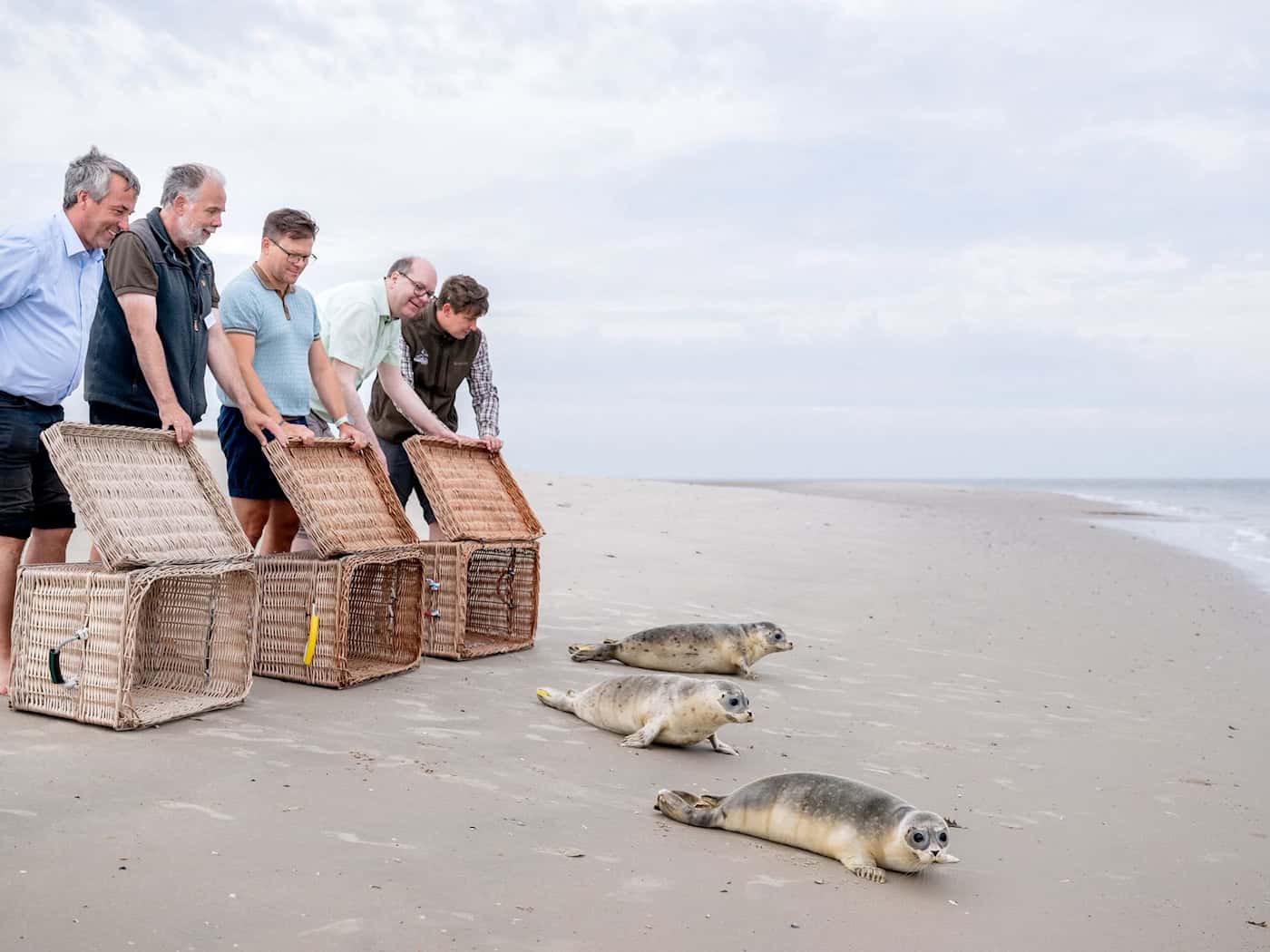 Aufgepäppelte Seehunde kehren zurück ins Wattenmeer
