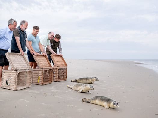 Aufgepäppelte Seehunde kehren zurück ins Wattenmeer