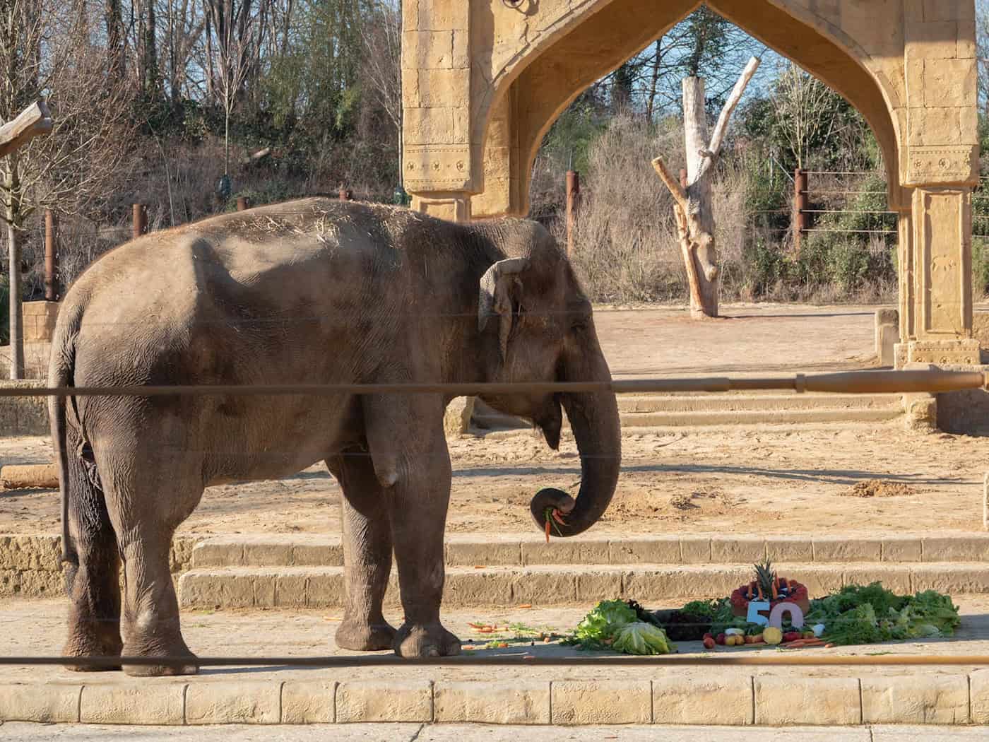 Zoo Hannover verzichtet aus Kostengründen auf Orang-Utans und Glaskuppel