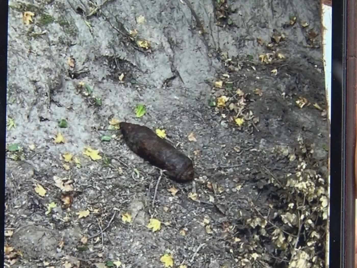 Bombe inmitten von Kartoffeln bleibt zunächst unentdeckt