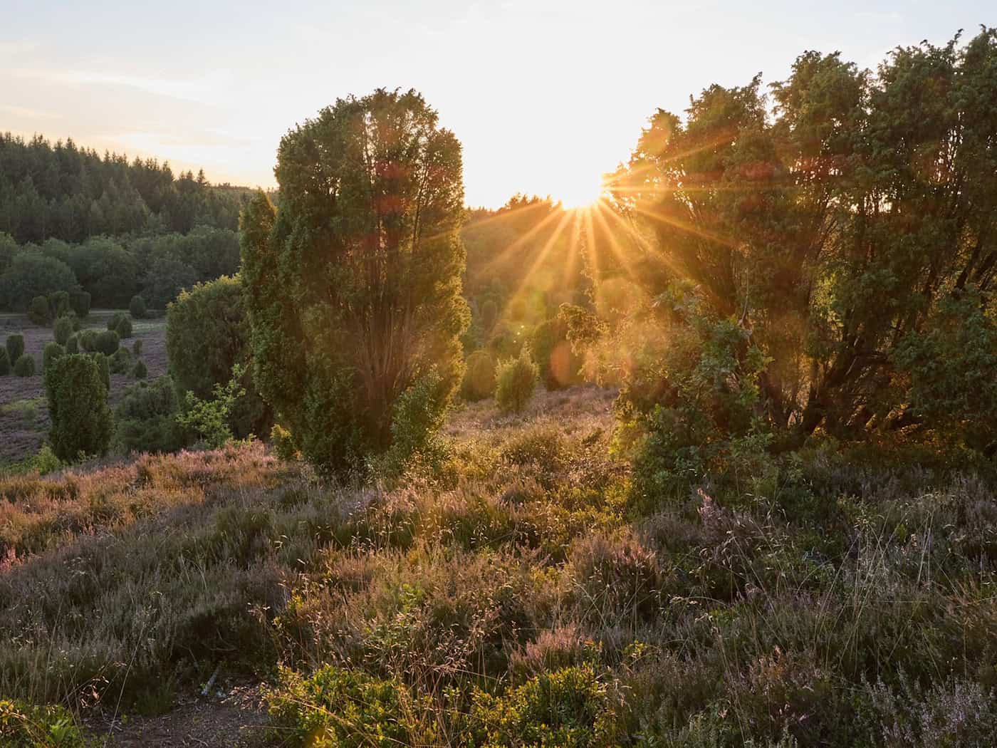 Kräuterwanderung in der Lüneburger Heide: Brennnessel statt Chiasamen, Wacholder als Heilmittel
