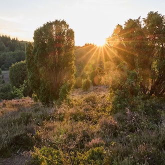 Kräuterwanderung in der Lüneburger Heide: Brennnessel statt Chiasamen, Wacholder als Heilmittel