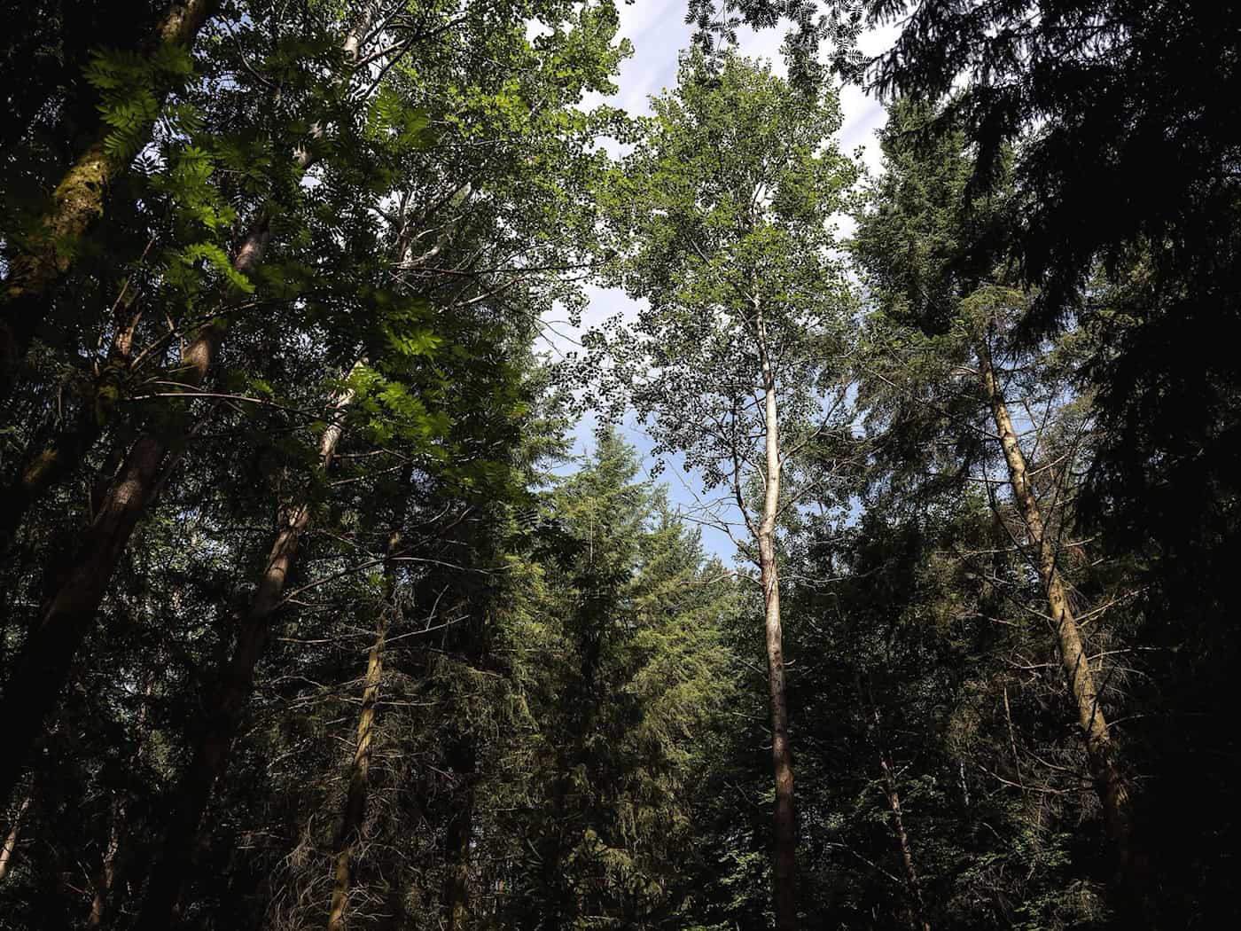 Zitterpappel hilft dem Harz beim Wiederaufbau kahl geschlagener Wälder
