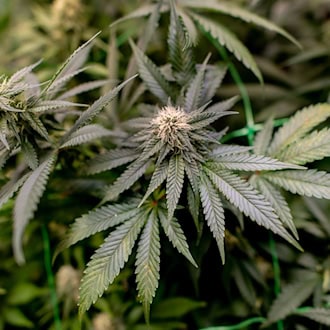 Hannovers Drogenfahndung kritisiert Teil-Legalisierung: Ermittlungen erschwert