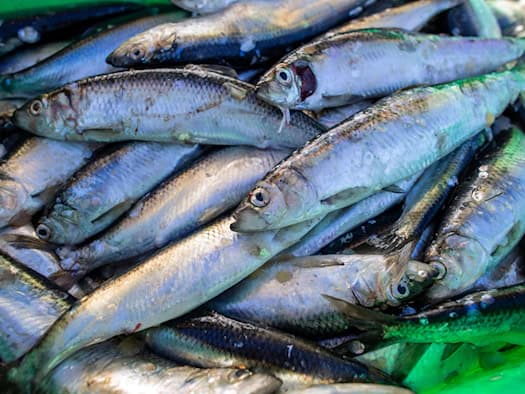 Ende für Hering-Fang in der Ostsee? Vorschlag aus Brüssel