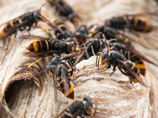 Asiatische Hornisse vermehrt in Region Hannover – Fachleute entfernen Nester