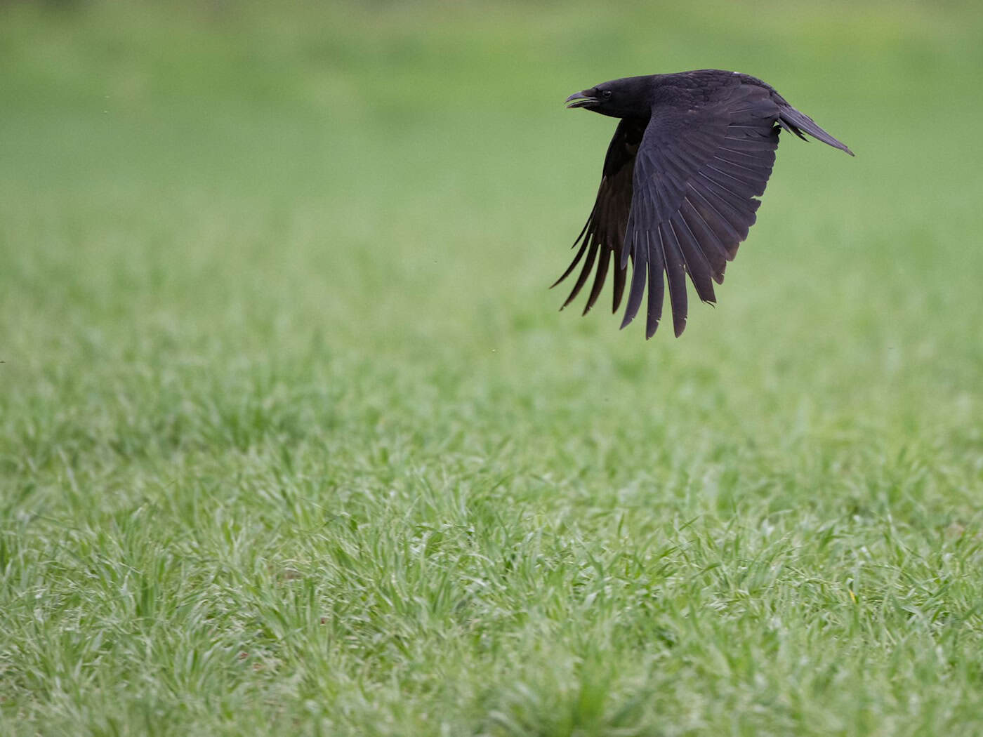 In Angelschnur gefangen - Vogel von Baum gerettet