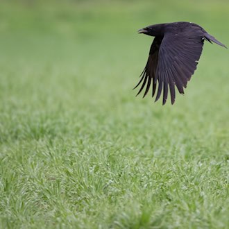 In Angelschnur gefangen - Vogel von Baum gerettet