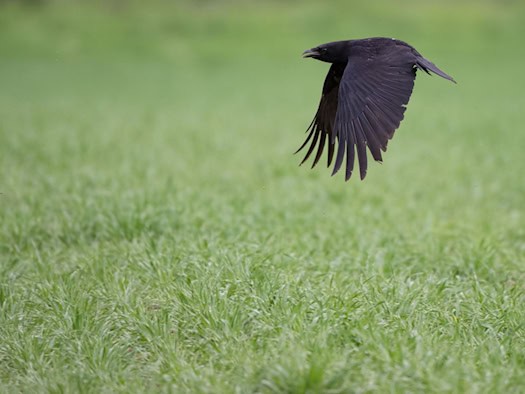 In Angelschnur gefangen - Vogel von Baum gerettet