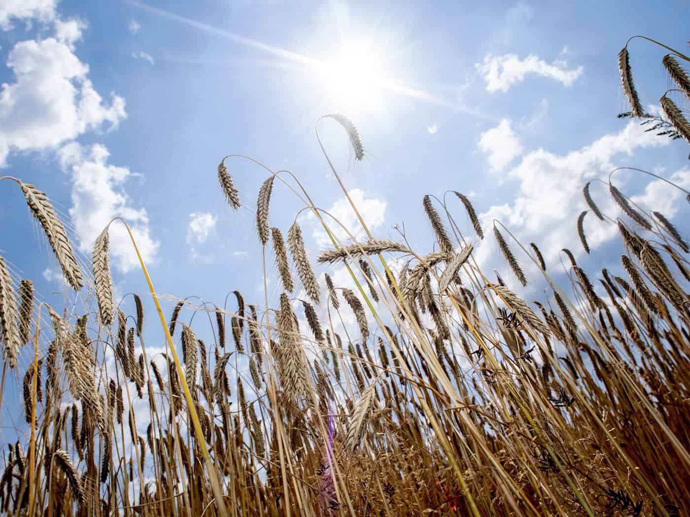 Landwirte wegen hoher Dieselkosten alarmiert