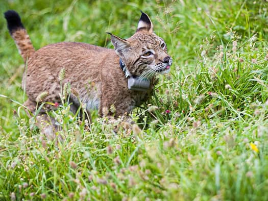 Weibliche Luchsin im Weser-Leine-Bergland südwestlich von Hannover ausgewildert