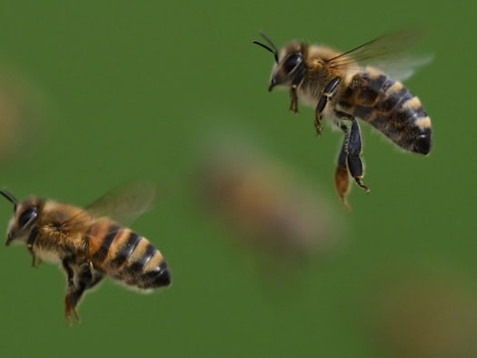 Mann soll Bienenangriff verursacht haben - Polizei ermittelt