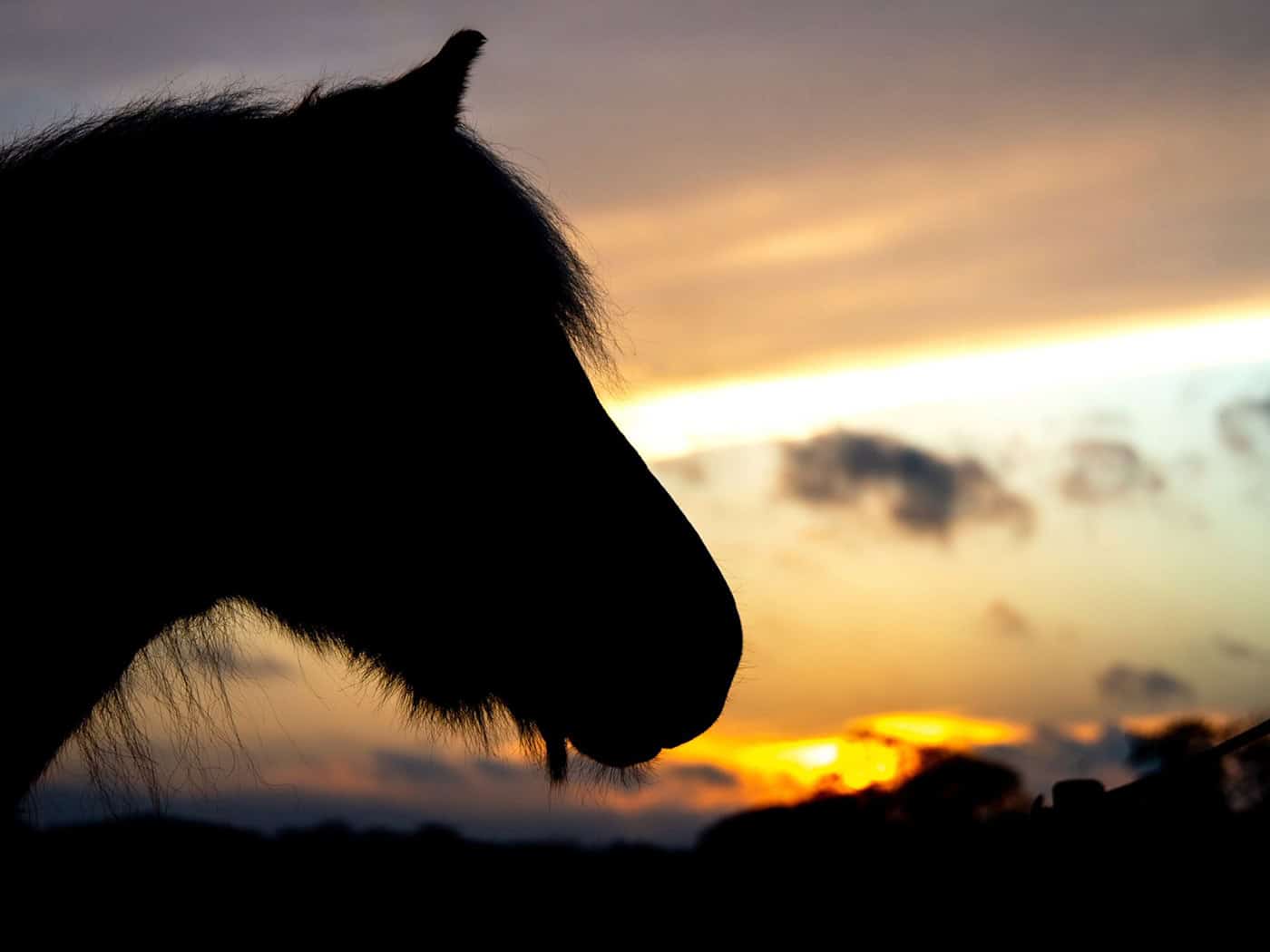 Pferd verschwindet von Weide eines Gnadenhofs