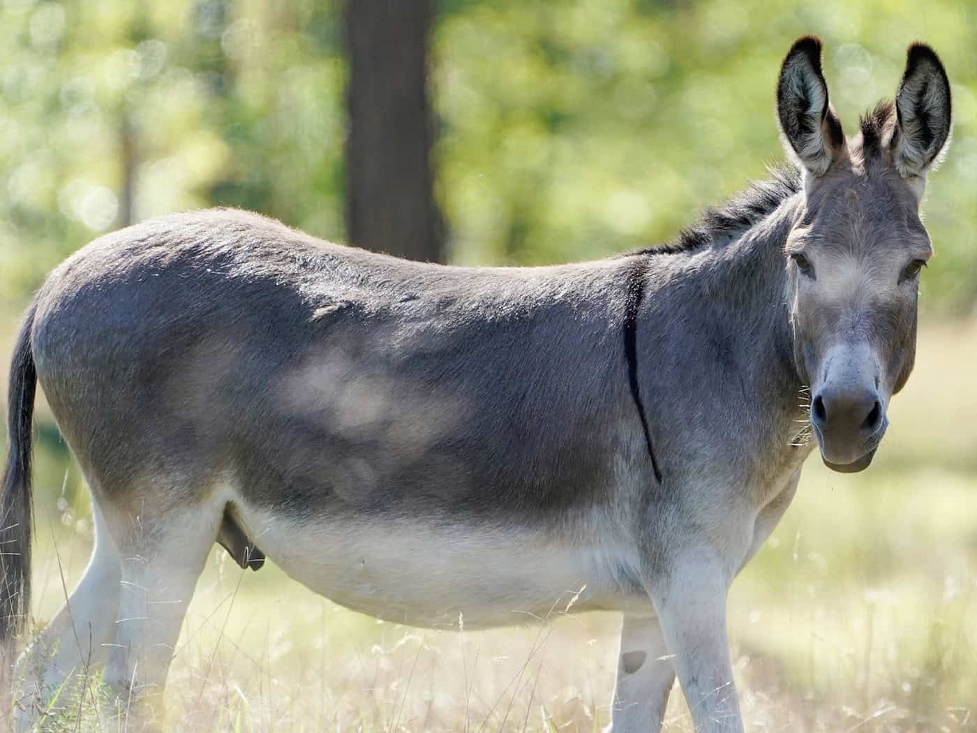 Entlaufener Esel greift in Geestland Menschen an – drei leicht verletzt