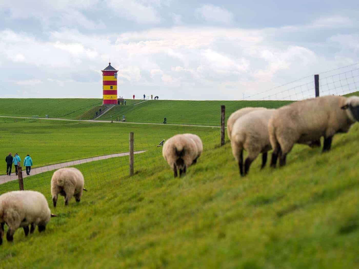 Schaf ist nicht gleich Schaf - Interessantes zum Wolltier