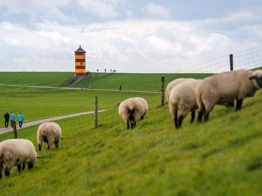 Schaf ist nicht gleich Schaf - Interessantes zum Wolltier