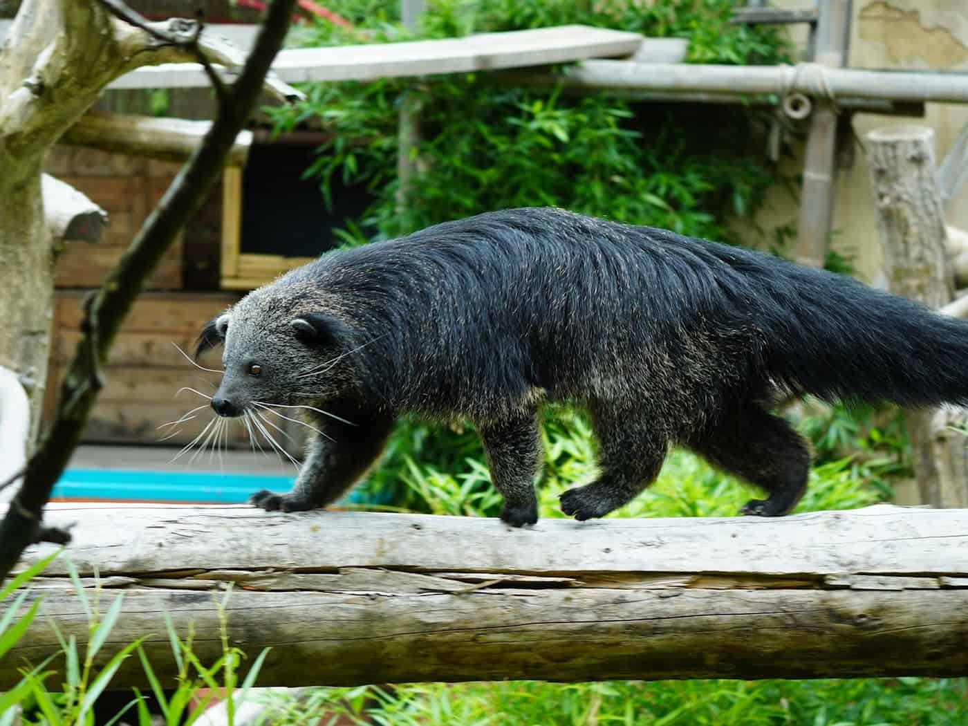 Seltene Bewohner im Zoo - Schleichkatzen mit Popcornduft