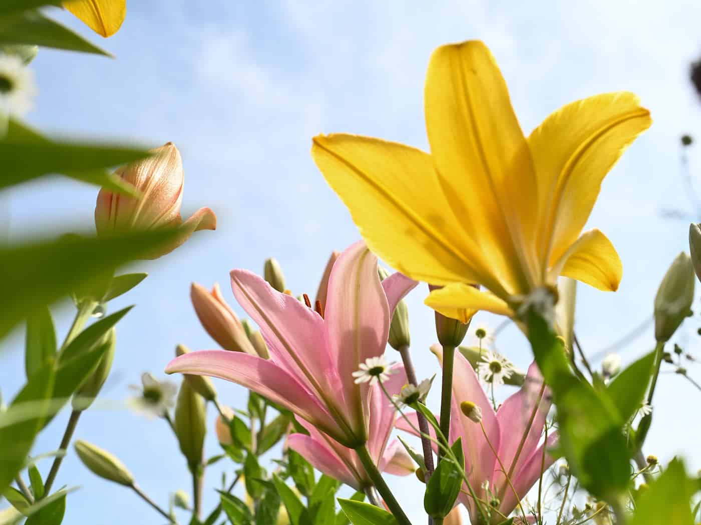 Sommerhitze und Sonnenschein bis Samstag
