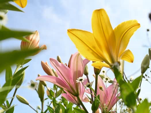 Sommerhitze und Sonnenschein bis Samstag