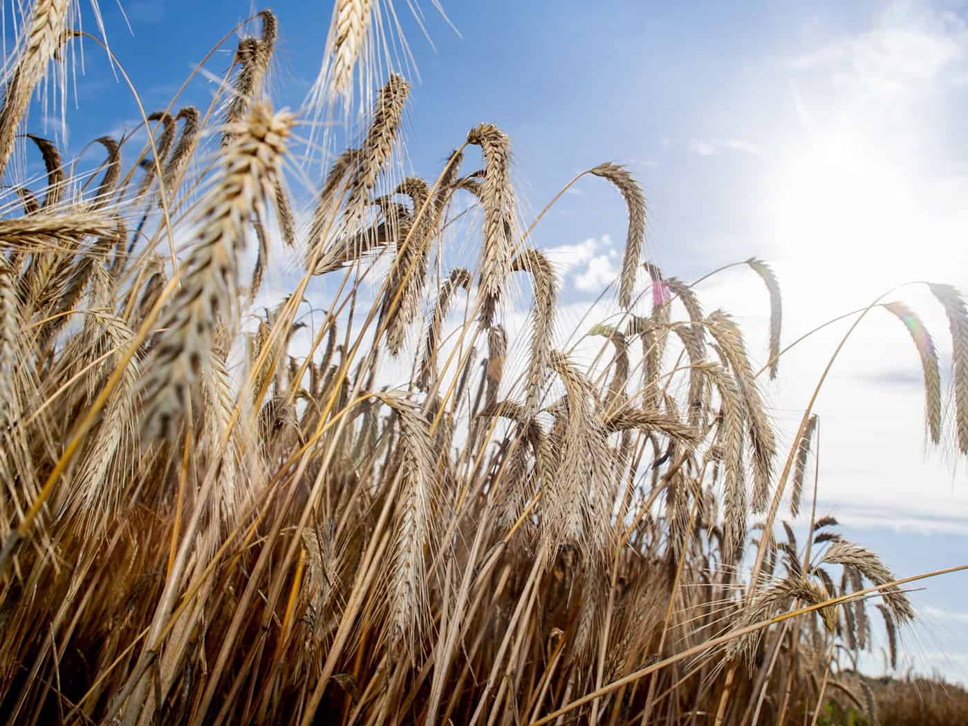 Sommerwetter in Niedersachsen – Bis zu 33 Grad erwartet