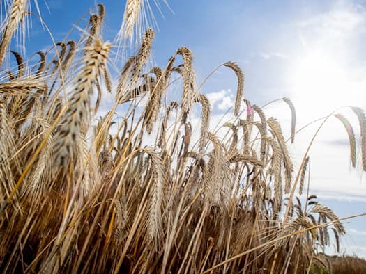 Sommerwetter in Niedersachsen – Bis zu 33 Grad erwartet
