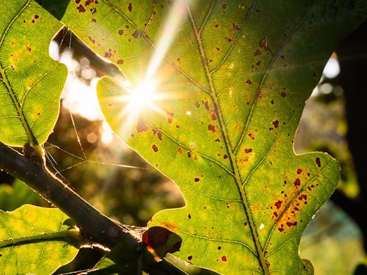 Sonne, milde Temperaturen und späterer Wetterumschwung in Niedersachsen und Bremen
