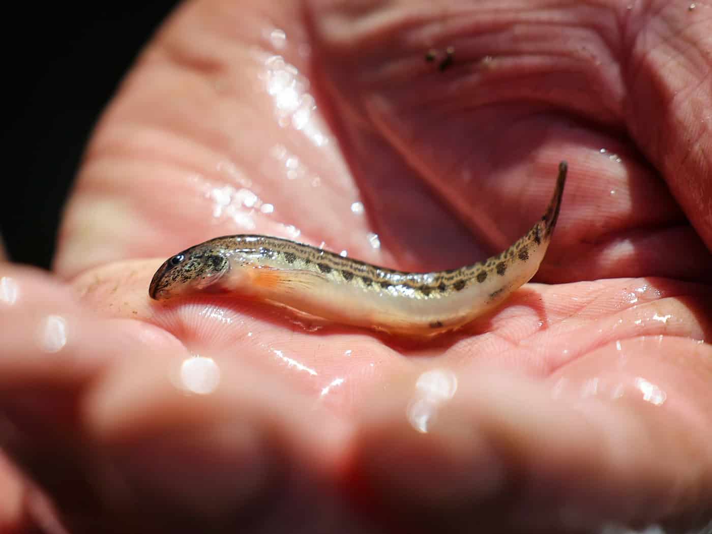 Stint, Aal und Co. - Viele Hamburger Fische sind gefährdet