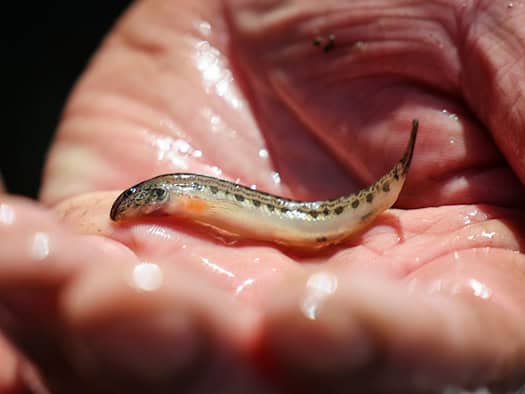 Stint, Aal und Co. - Viele Hamburger Fische sind gefährdet