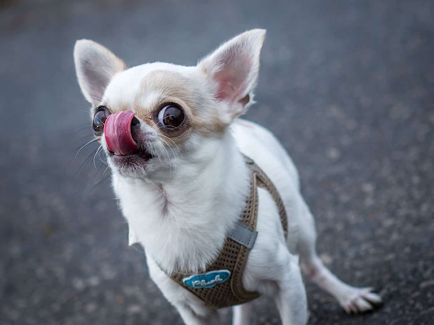 Streit um Chihuahua eskaliert – Drei Angeklagte in Kassel