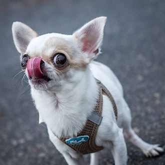 Streit um Chihuahua eskaliert – Drei Angeklagte in Kassel