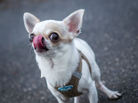 Streit um Chihuahua eskaliert – Drei Angeklagte in Kassel