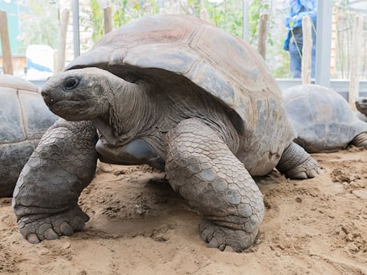 Vier Riesenschildkröten ziehen in neues Warmhaus im Zoo ein