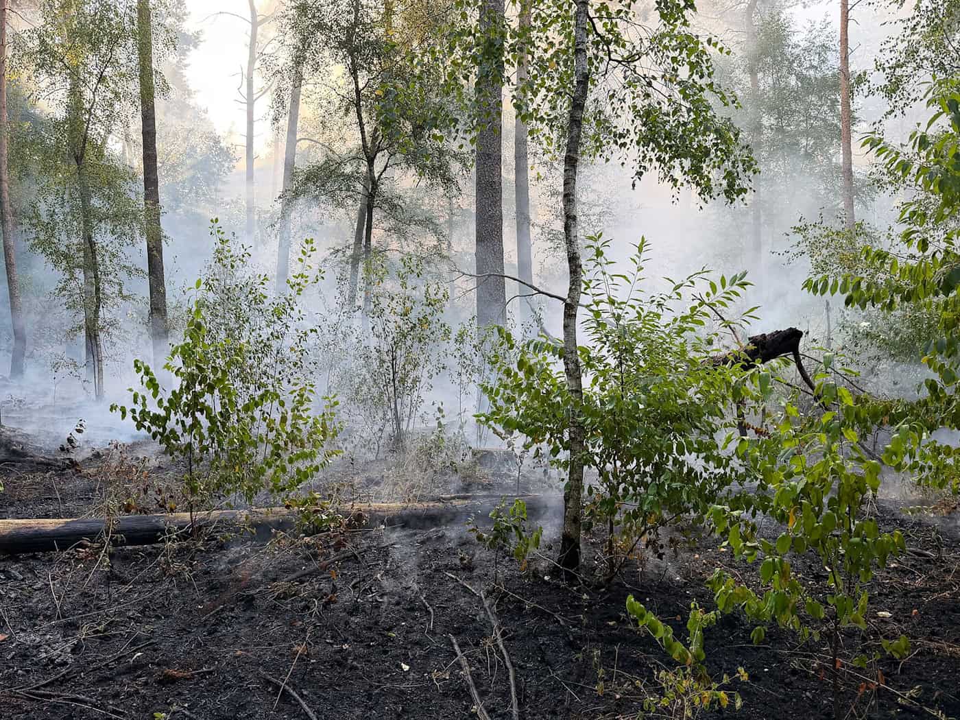 Waldbrand im Emsland - «Die Glutnester sind massiv»