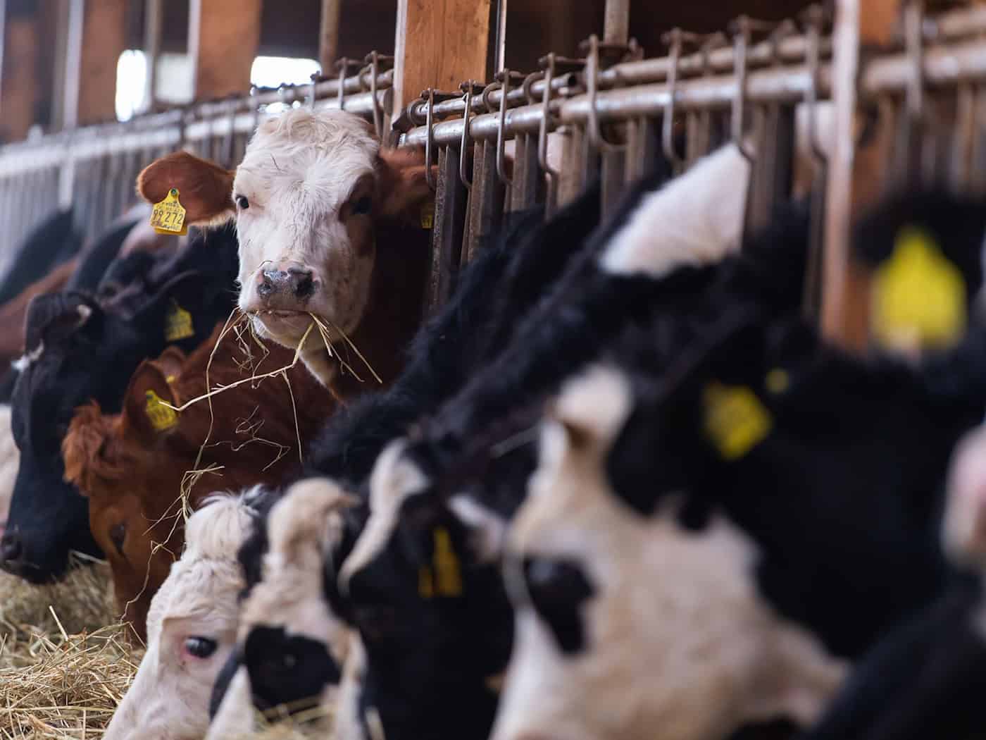 Erbfolge bremst Frauen als Chefinnen auf dem Bauernhof aus