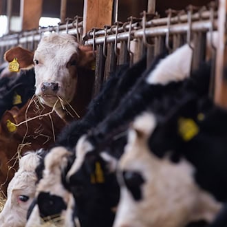 Erbfolge bremst Frauen als Chefinnen auf dem Bauernhof aus