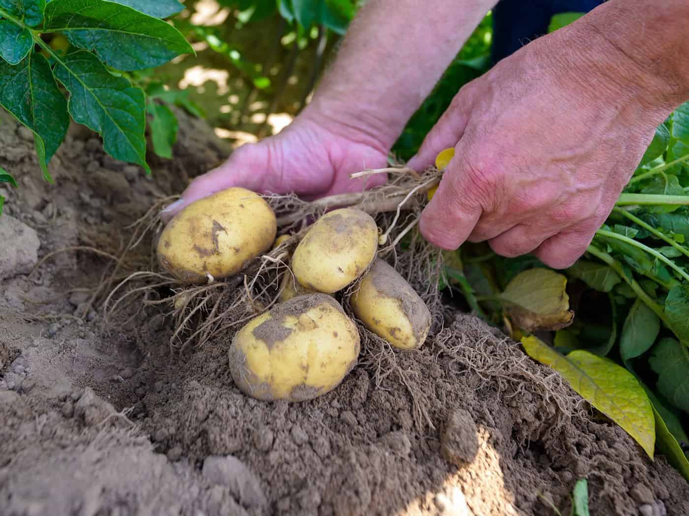 Klima, Hitze und Zikaden setzen Kartoffelanbau unter Druck – Züchter warnen vor Schäden in der Pfalz