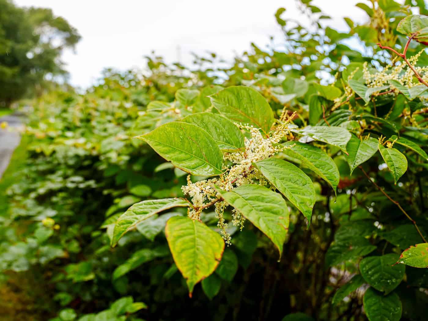 Invasive Pflanzen breiten sich in Schleswig-Holstein aus – Nadelkraut, Lupine und Co. bedrohen Dünen und Gewässer