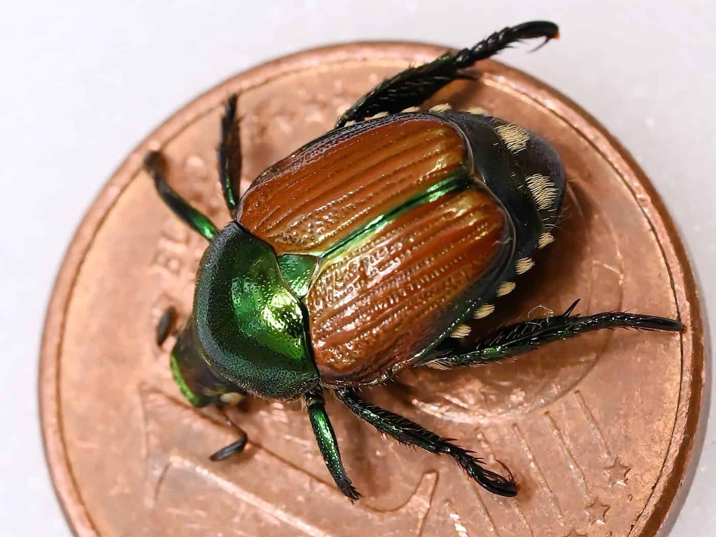 Japankäfer in Niedersachsen: sieben Exemplare in Goldenstedt entdeckt