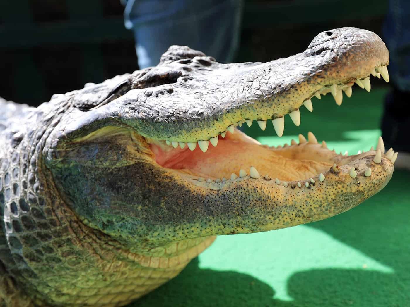 Totes Krokodil? Alligatorenhaut sorgt für Rätsel in Bremen