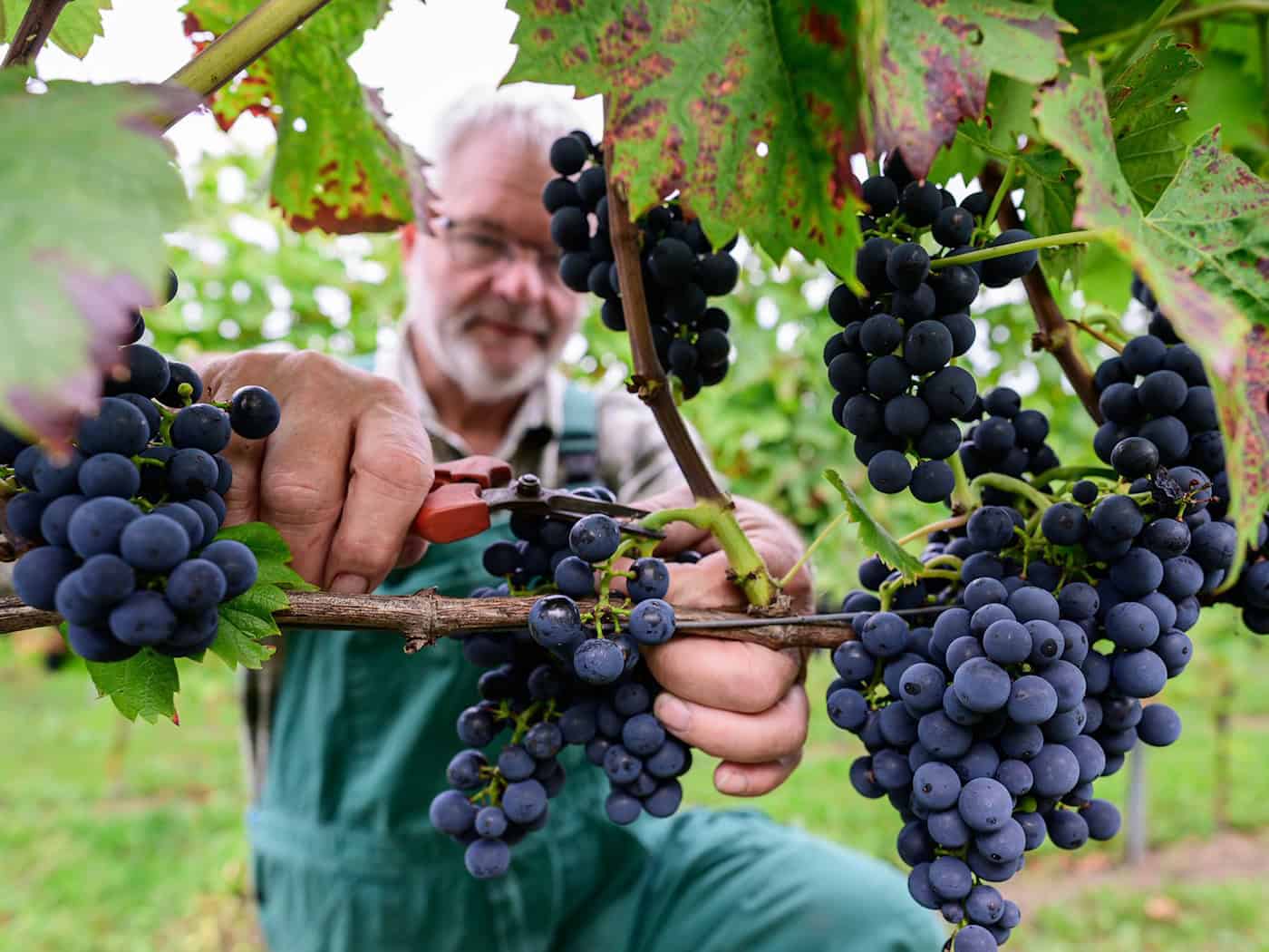 Weinlese im Norden: Solaris statt Riesling