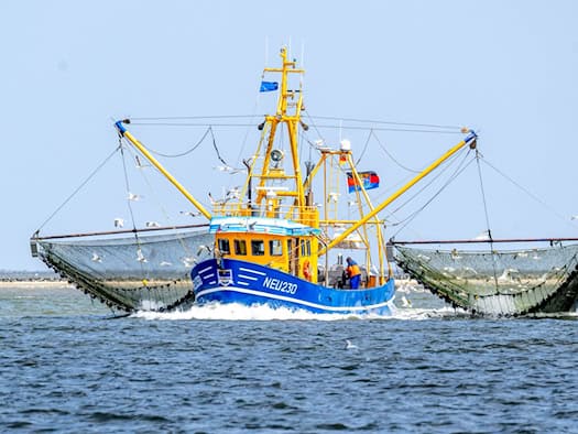 WWF legt Plan mit fischereifreien Zonen für SH vor