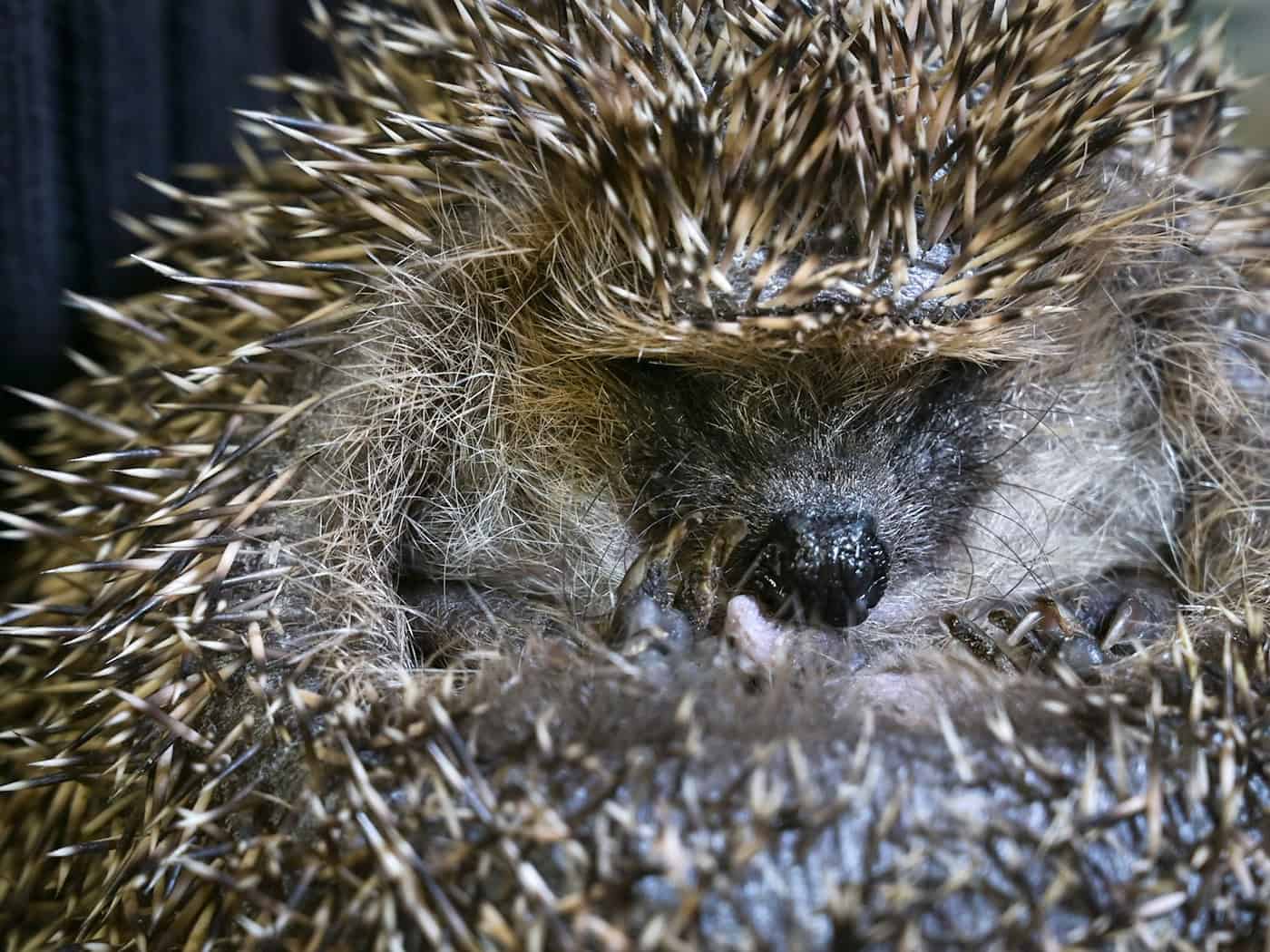 36-Jähriger trägt lebenden Igel in Pullovertasche