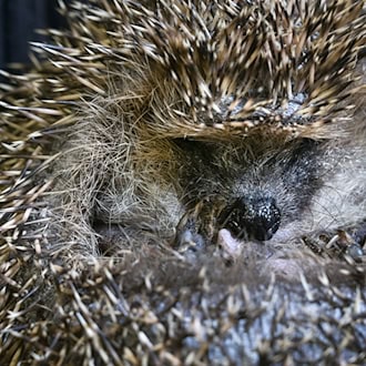 36-Jähriger trägt lebenden Igel in Pullovertasche