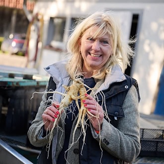 Ginseng aus der Heide - Ernte der exotischen Wurzeln